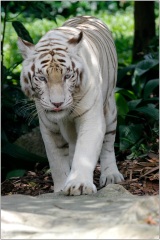Бял тигър